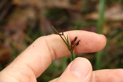 Cyperus tetraphyllus