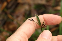 Cyperus tetraphyllus
