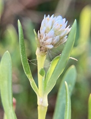Blutaparon vermiculare