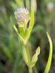 Blutaparon vermiculare