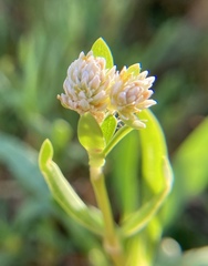Blutaparon vermiculare