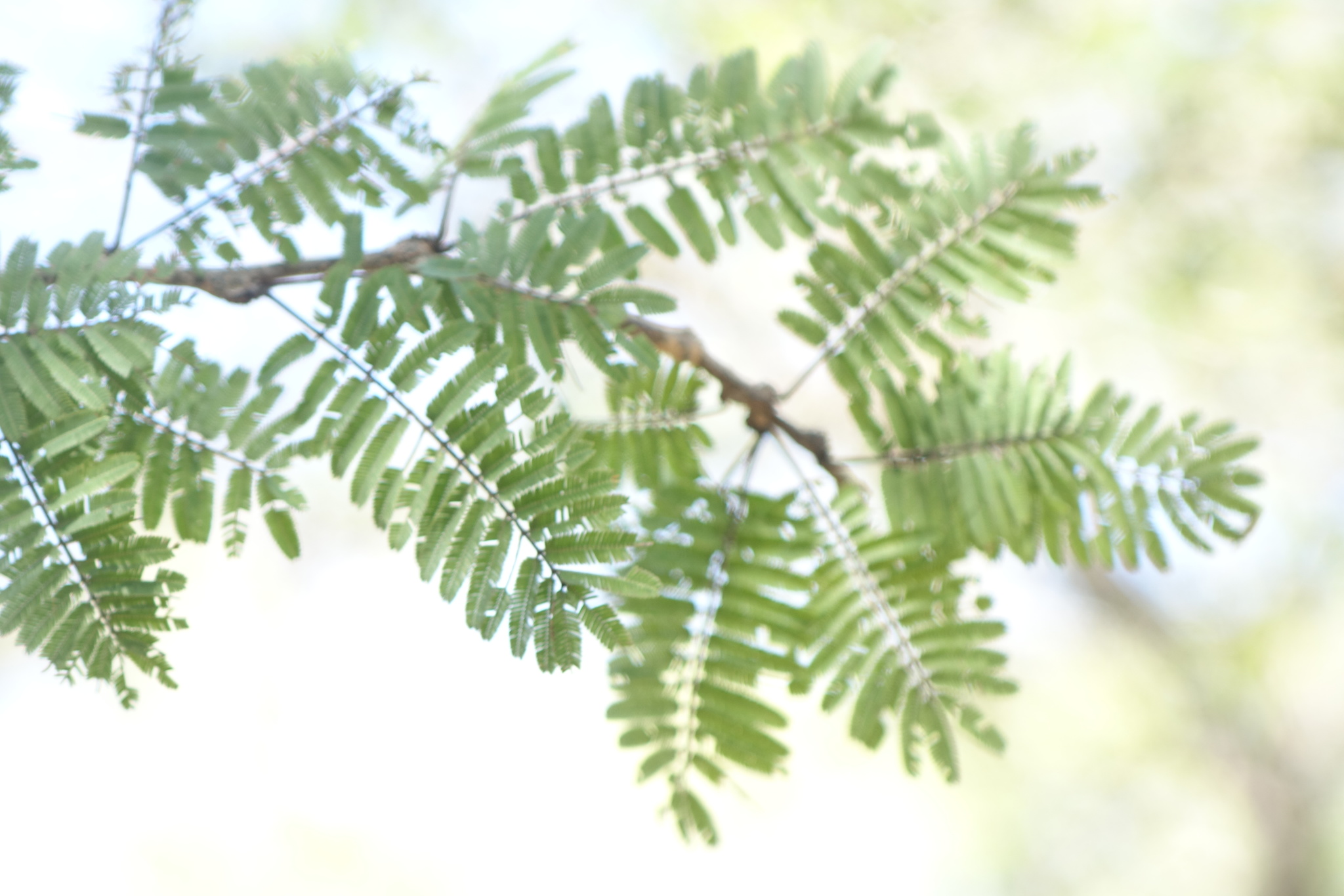 Dichrostachys akataensis