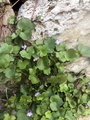 Cymbalaria muralis
