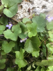 Cymbalaria muralis