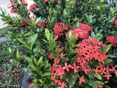 Ixora coccinea