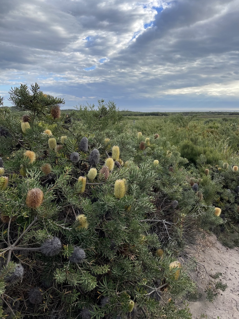 Silver Banksia (Banksia marginata)  iNaturalist