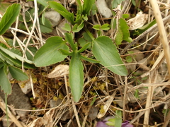 Viola egglestonii