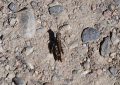 Chimarocephala pacifica