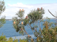 Banksia prionotes