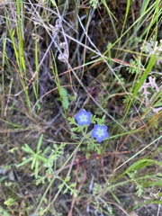 Nemophila pulchella