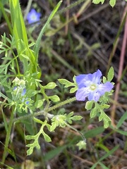 Nemophila pulchella