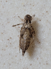 Brachymesia