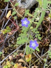Nemophila pulchella