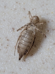 Brachymesia