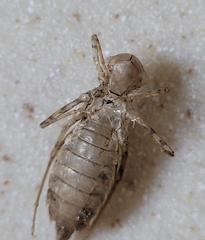 Brachymesia
