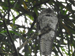 Nyctibius griseus