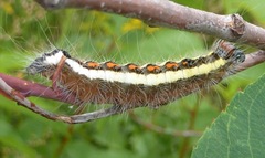 Acronicta quadrata