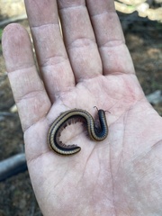 Californiulus yosemitensis