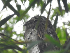 Nyctibius griseus