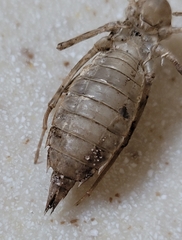 Brachymesia