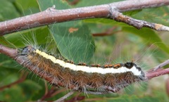 Acronicta quadrata