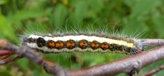 Acronicta quadrata