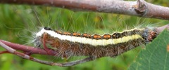 Acronicta quadrata