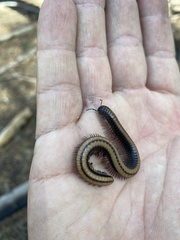 Californiulus yosemitensis