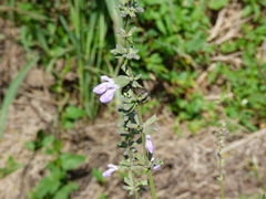 Salvia pallida