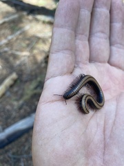 Californiulus yosemitensis