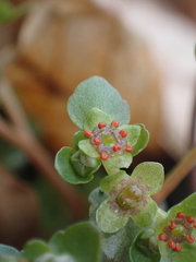 Chrysosplenium americanum