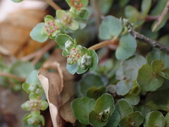 Chrysosplenium americanum