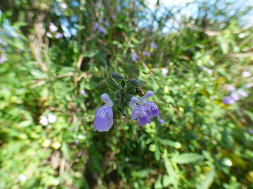 Image of Salvia pallida by (c) Pablo H Capovilla, some rights reserved (CC BY)