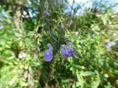 Salvia pallida