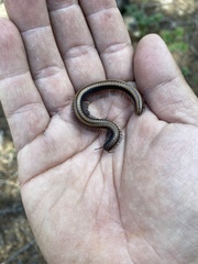 Californiulus yosemitensis