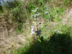 Salvia pallida