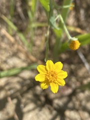 Pseudobahia heermannii