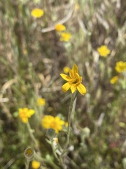 Pseudobahia heermannii