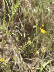 Pseudobahia heermannii