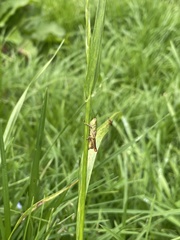 Jivarus antisanae