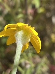 Pseudobahia heermannii