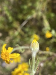 Pseudobahia heermannii