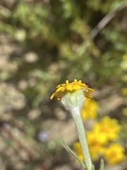 Pseudobahia heermannii