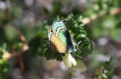 Callophrys mcfarlandi
