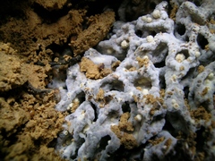 Termitomyces intermedius