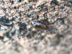 Dicheirotrichus cognatus