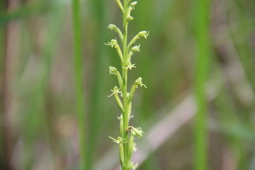 Peristylus gracilis