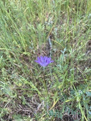 Dichelostemma congestum
