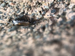 Dicheirotrichus cognatus