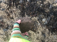 Dicheirotrichus cognatus